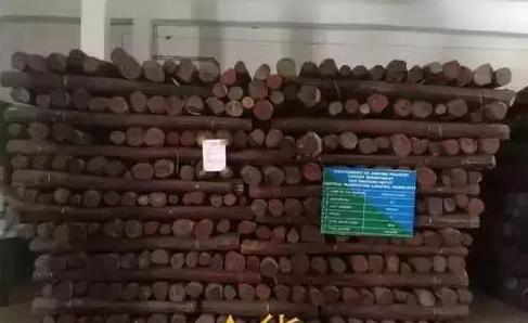 小叶紫檀冬天倒盆快死了,小叶紫檀半死不活