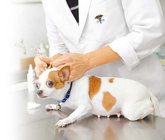 狗狗耳朵脏，该怎么清理？教你5大招，简单易学又省钱！