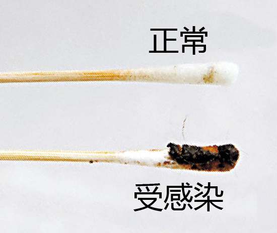 狗狗清理耳道的正确方法,怎么帮狗狗清理口腔