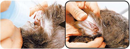 狗狗清理耳道的正确方法,怎么帮狗狗清理口腔