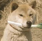 歪脖拯救世界,歪着脖子拯救地球图片