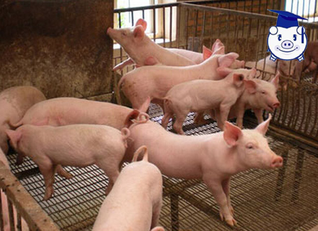 养猪人需要知道的养殖常识,养猪饲养管理