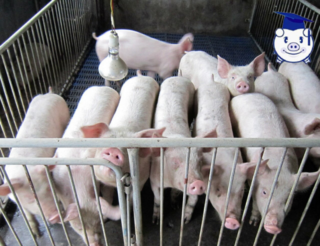 养猪人需要知道的养殖常识,养猪饲养管理