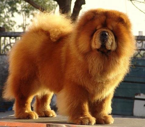 每个人的星座都有什么,十二星座适合养什么