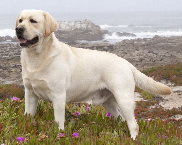 每个人的星座都有什么,十二星座适合养什么