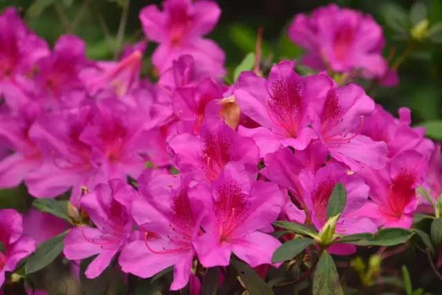 明珠楼白云山风景,白云山明珠楼