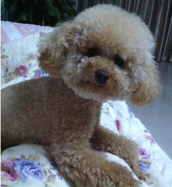 狗狗被撞之后呼吸困难粗重,狗狗被撞以后身上发出恶臭