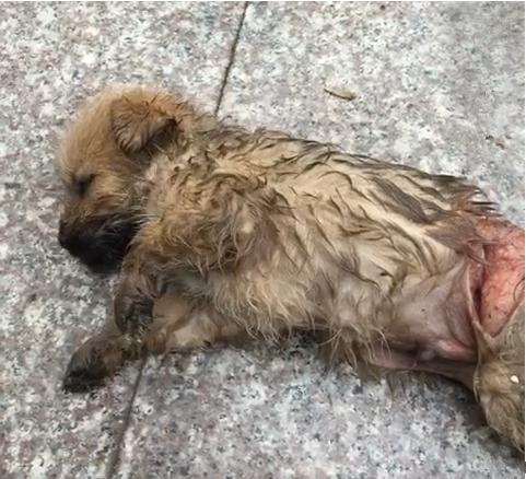 狗狗被撞之后呼吸困难粗重,狗狗被撞以后身上发出恶臭