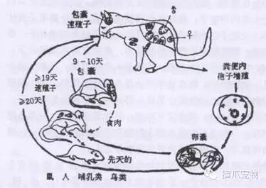 孕妇不能养什么,家里有孕妇可以养宠物吗