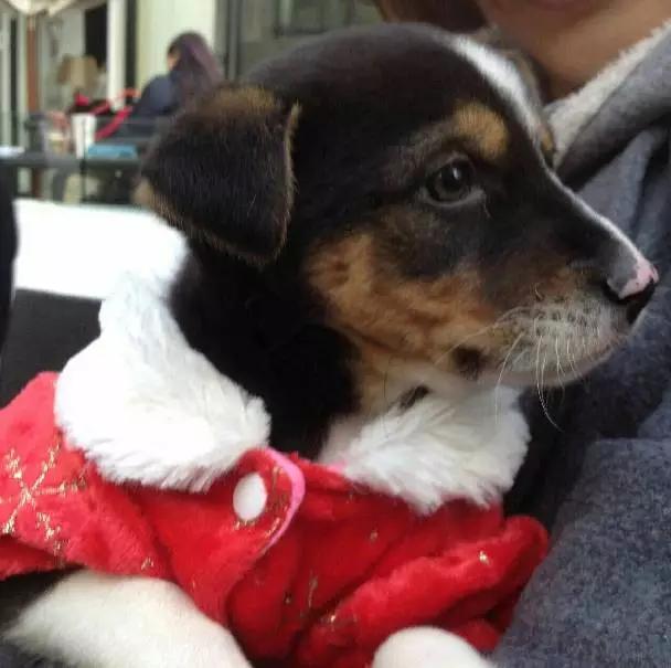 上海宠物领养阿拉斯加,上海宠物领养活动