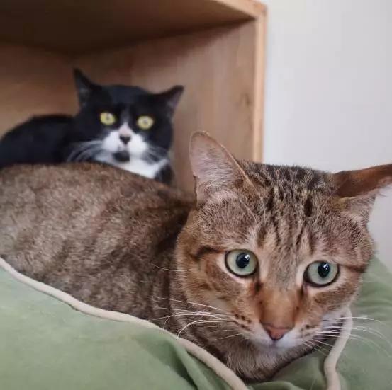 上海宠物领养阿拉斯加,上海宠物领养活动