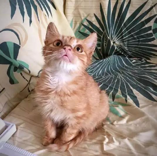 上海宠物领养阿拉斯加,上海宠物领养活动