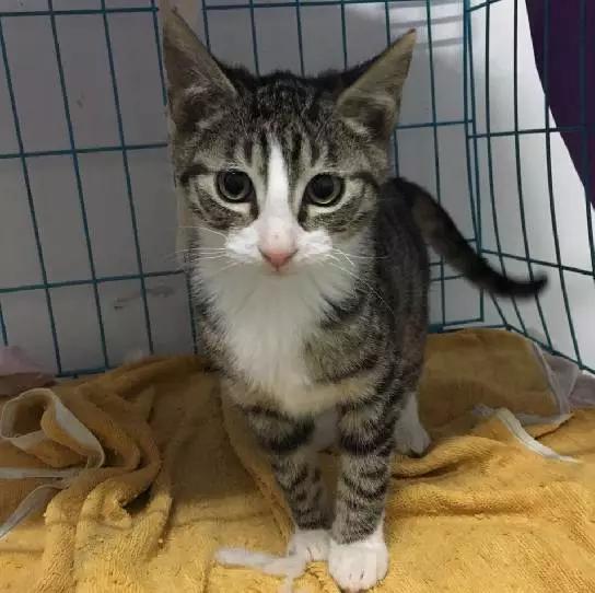 上海宠物领养阿拉斯加,上海宠物领养活动