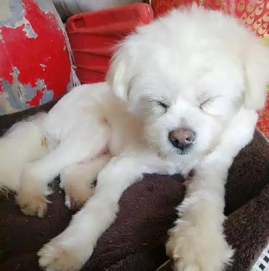 上海宠物领养阿拉斯加,上海宠物领养活动