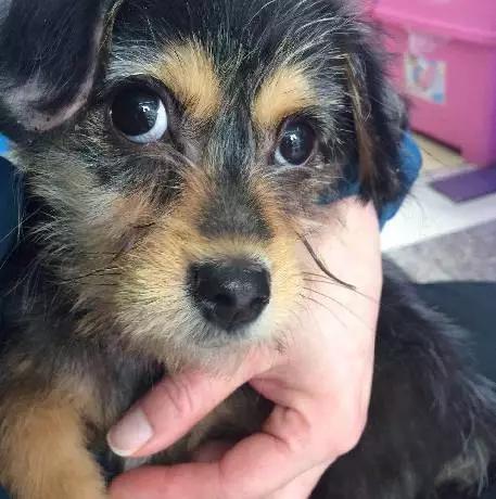 上海宠物领养阿拉斯加,上海宠物领养活动