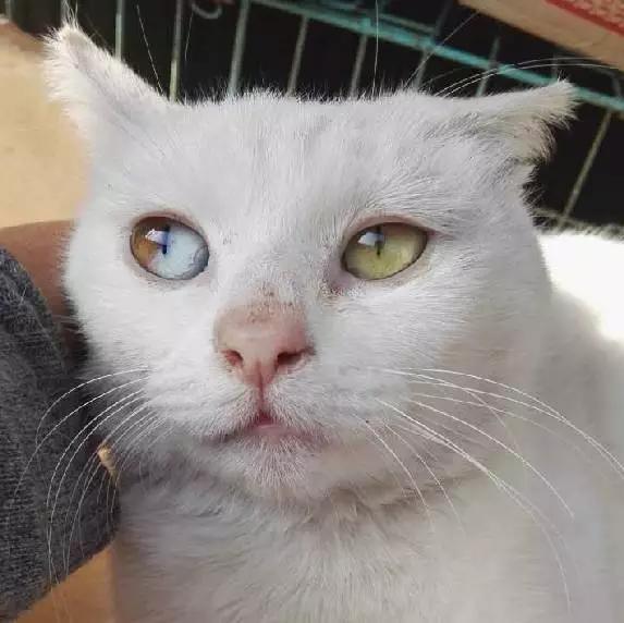 上海宠物领养阿拉斯加,上海宠物领养活动