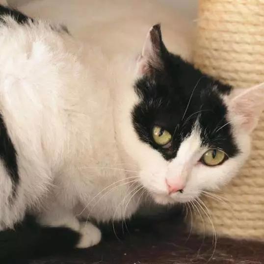 上海宠物领养阿拉斯加,上海宠物领养活动