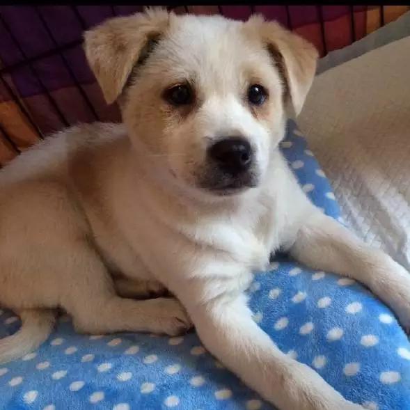 上海宠物领养阿拉斯加,上海宠物领养活动