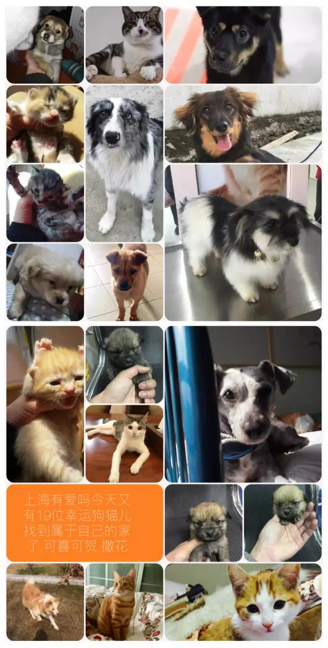 上海宠物领养阿拉斯加,上海宠物领养活动