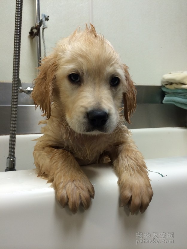 金毛牙不齐,金毛牙齿不齐视频