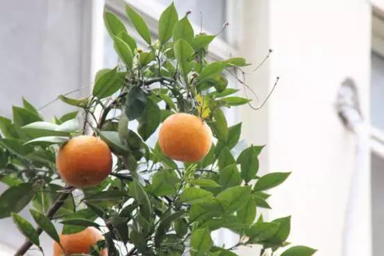 公园里的橙子树,公园里的橙子起什么作用