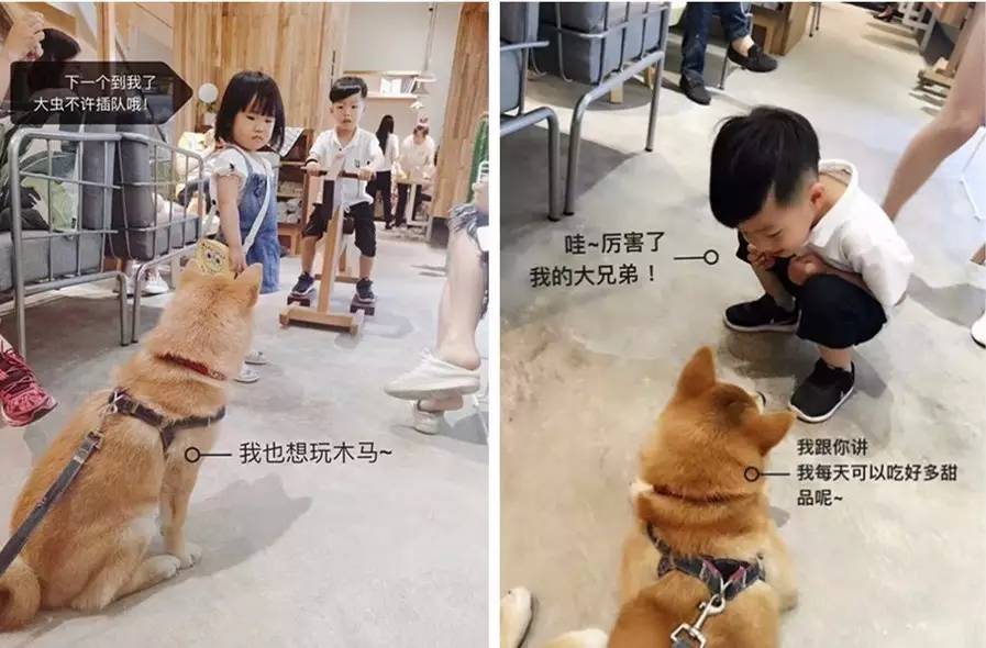 能把一条柴犬请来当服务员，也只有杭州这家新晋网红商场了吧……这波刷卡5折攻略，你一定收好！