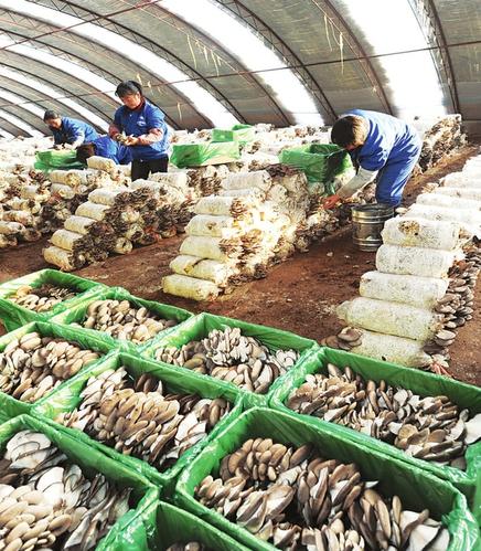 脱贫攻坚地方特色,吕梁脱贫攻坚的特色有哪些