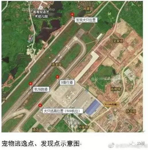 宠物狗能不能上飞机托运,飞机托运狗狗受伤