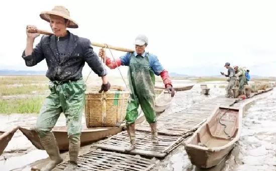 涵江蛏苗怎么培育出来的 (浙江乐清海蛏苗多少钱一斤)