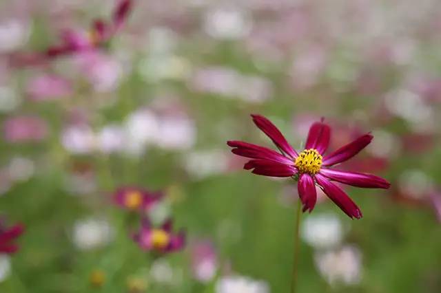 国旅学院的冷餐会不错噢学生证补办流程你都知道？心仪的课程抢到了嘛？周知师大与你一起（5.28—6.2）