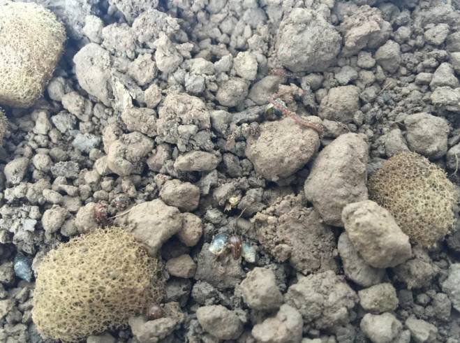 水蛭的养殖前景,水蛭养殖循环补水