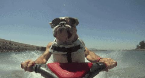 狗狗成精了有多厉害简直不敢相信,狗狗成精厉害简直不敢相信