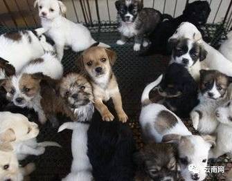 昆明买到星期狗怎么处理,一千多买的狗病了可以起诉吗