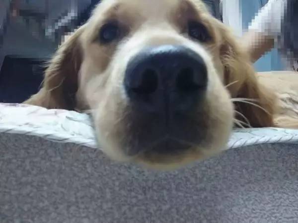 狗狗成精了有多厉害简直不敢相信,狗狗成精厉害简直不敢相信