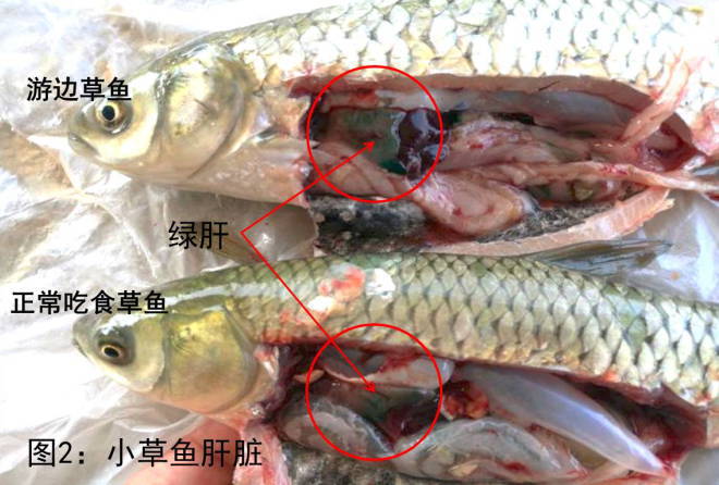 草鱼养殖病害,草鱼反复发病怎么处理