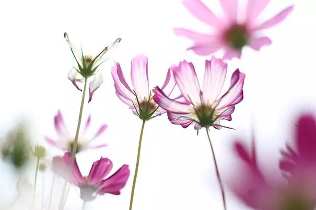 国旅学院的冷餐会不错噢学生证补办流程你都知道？心仪的课程抢到了嘛？周知师大与你一起（5.28—6.2）