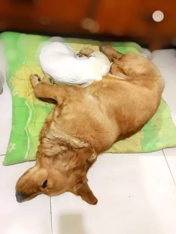 狗狗成精了有多厉害简直不敢相信,狗狗成精厉害简直不敢相信