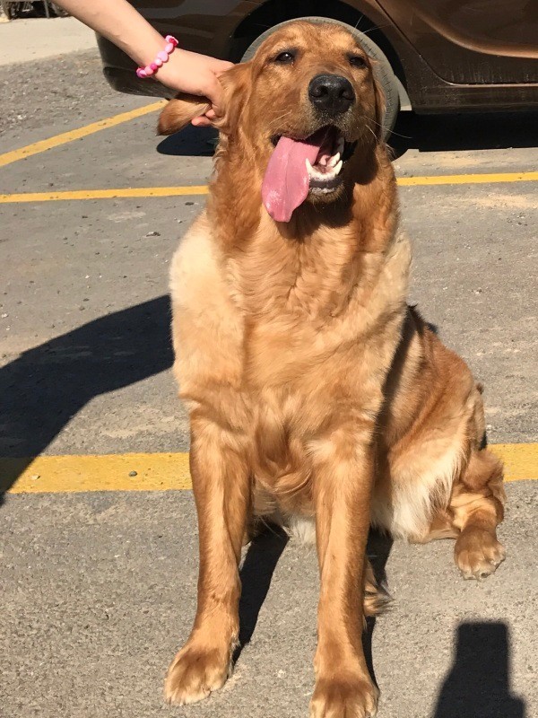 狗狗成精了有多厉害简直不敢相信,狗狗成精厉害简直不敢相信