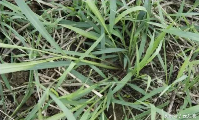 稻田草多怎么除掉,水稻田狗尾草怎么除