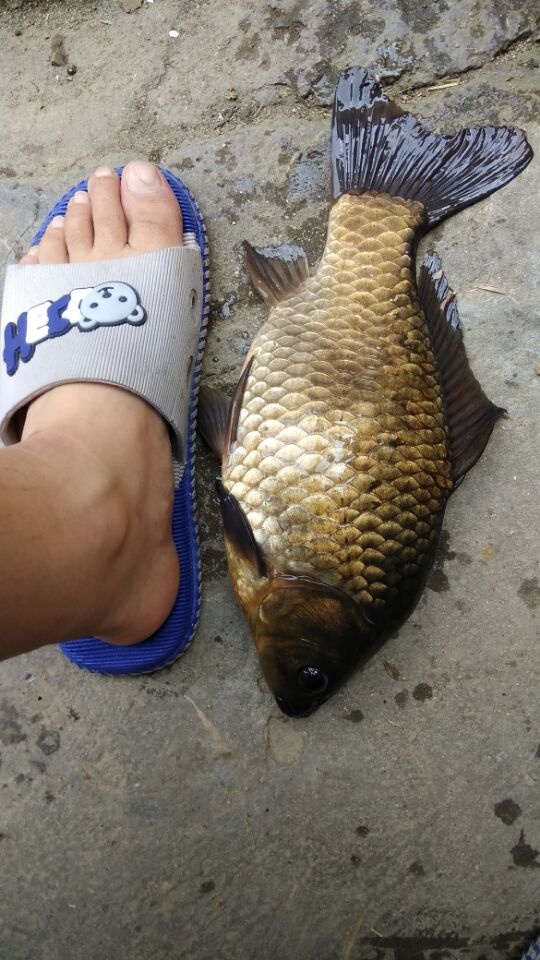 端午回老家钓到一条七星鱼竟然吐出了一条蛇！