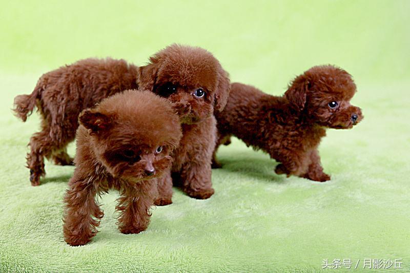 4个月泰迪自制鲜粮配比,自制狗狗海藻粉配方