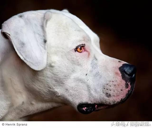 阿根廷杜高犬视频上传,阿根廷杜高犬品相最好