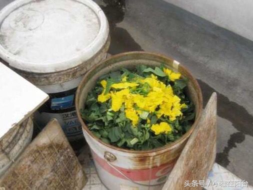 种花也要选对营养土,种花没有土只有沙子怎么办