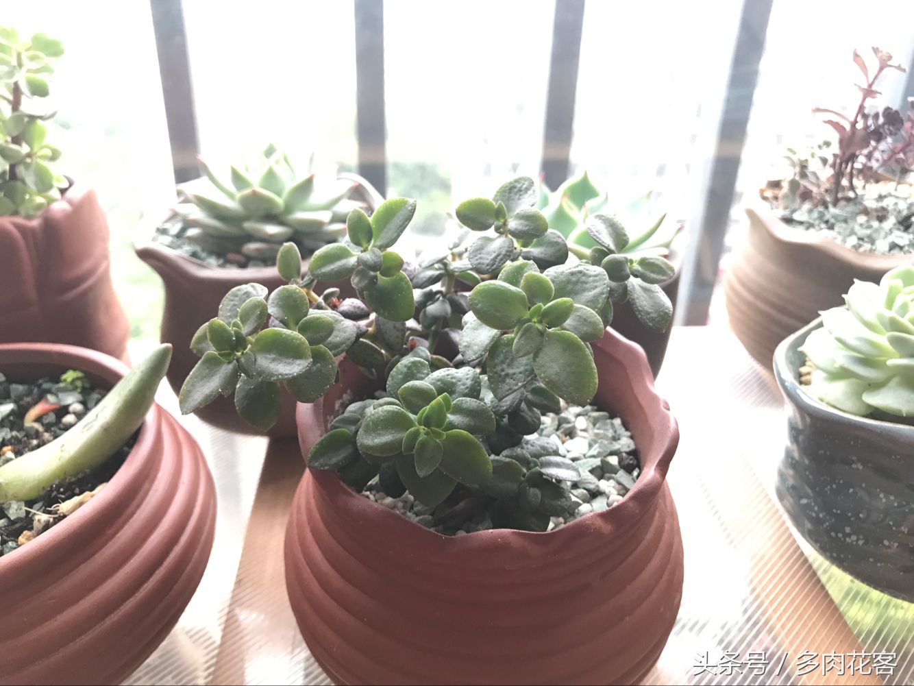 多肉植物怎么避免晒伤,多肉夏天如何防止晒伤