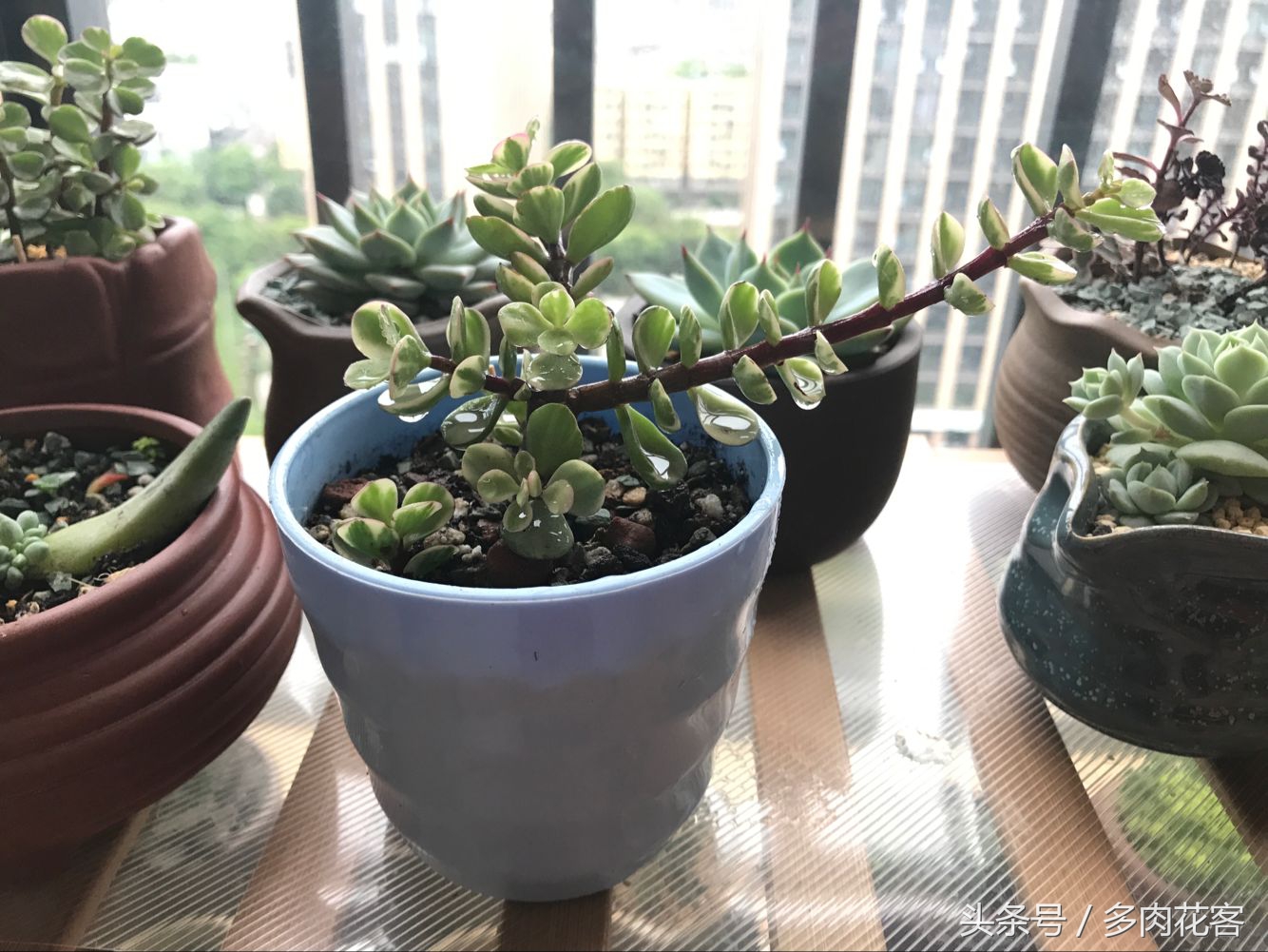 多肉植物怎么避免晒伤,多肉夏天如何防止晒伤