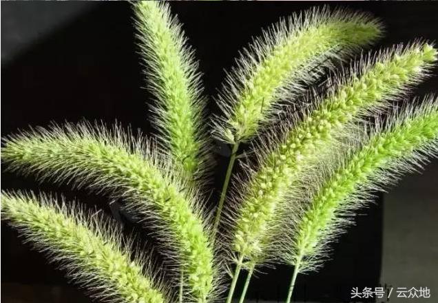 稻田草多怎么除掉,水稻田狗尾草怎么除