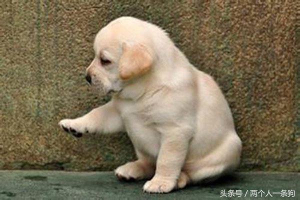 2000买的拉布拉多,2000块钱的拉布拉多