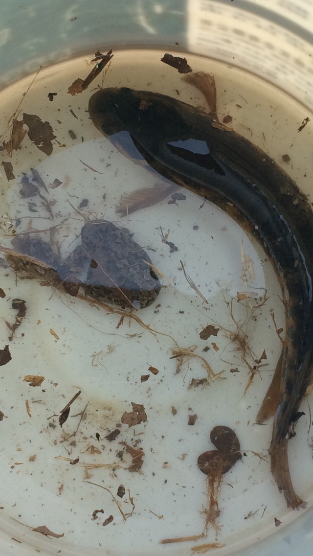 端午回老家钓到一条七星鱼竟然吐出了一条蛇！