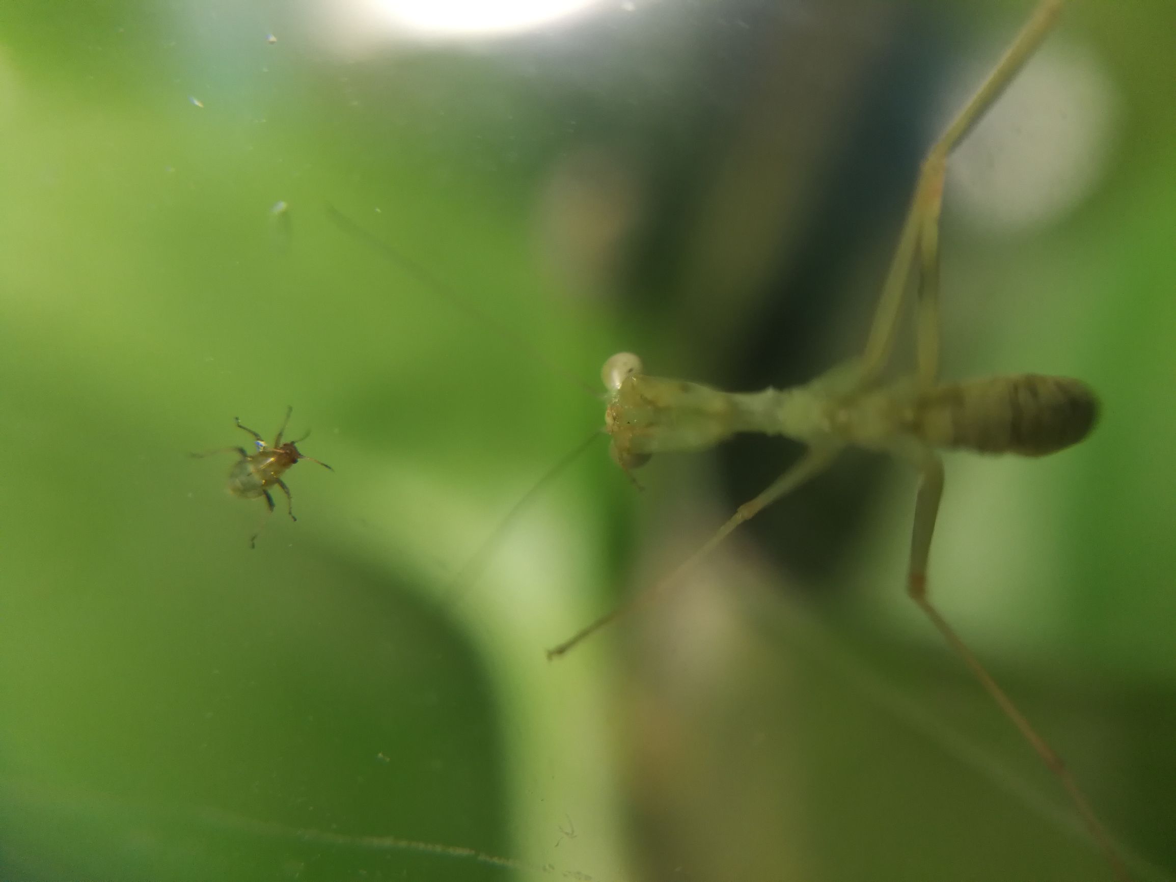 你见过迷你小螳螂吗,小螳螂吃小虫子吗