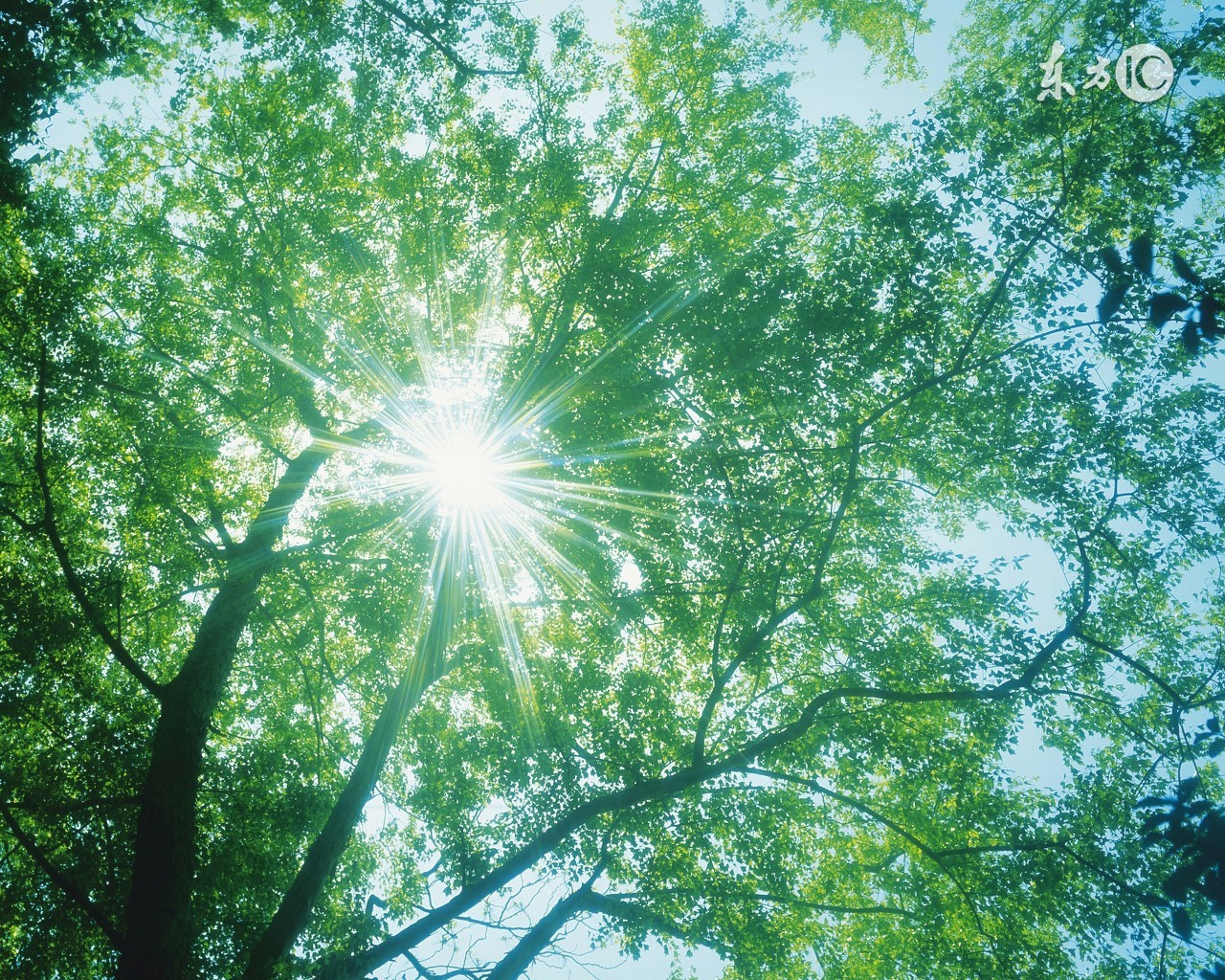 治空洞肺结核的最简单的偏方,治空洞型肺结核的草药偏方